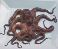 pulpo.jpg